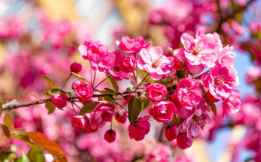 Sakura çiçeği. Çiçek açan bahar ağacında pembe sakura çiçeği