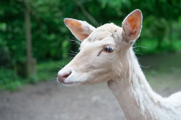 Junges Reh kleiner Kopf. Wildtier im Freien — Stockfoto