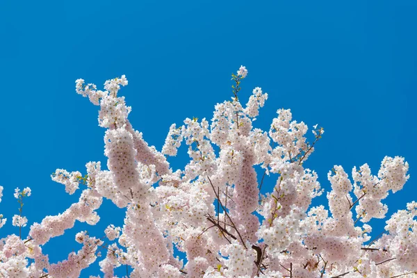 İlkbaharda açan Sakura 'nın pembe çiçekleri — Stok fotoğraf