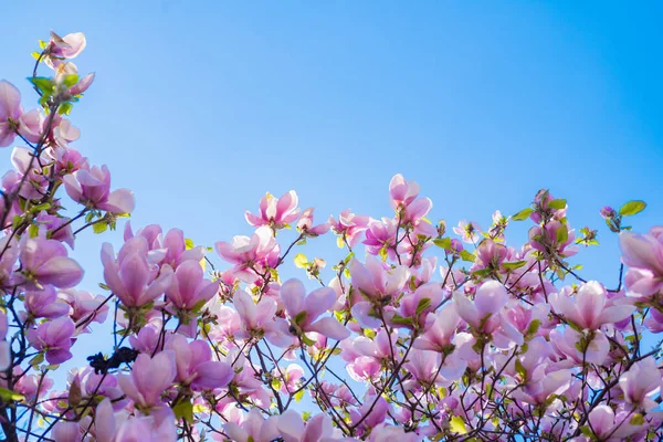 İlkbaharda manolya ağacı çiçekleri. Boşluğu kopyala — Stok fotoğraf