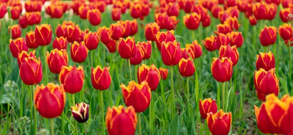 Fleurs rouges de tulipes hollandaises fraîches dans le champ. fleurir — Photo