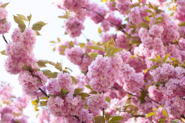 Kiraz ağacı. Çiçek açan bahar ağacında pembe sakura çiçeği