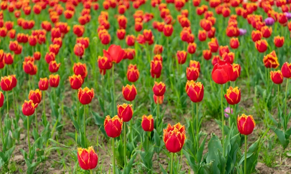 Fiori rossi pittoreschi di tulipani d'Olanda freschi in campo — Foto Stock
