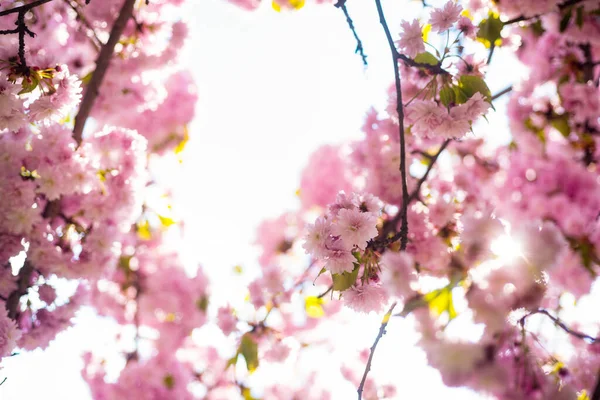 Baharda çiçek açan Japon kiraz ağacının pembe çiçekleri. — Stok fotoğraf
