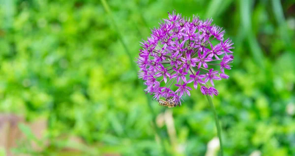 Onion flower plant on natural background with copy space. allium — ストック写真