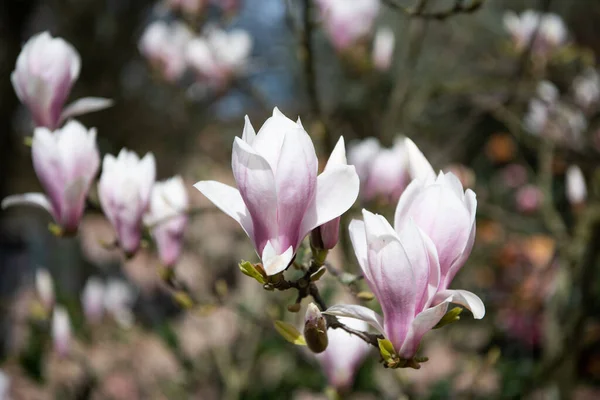 Macro of magnolia bloom in spring. nature beauty — Stock Photo, Image