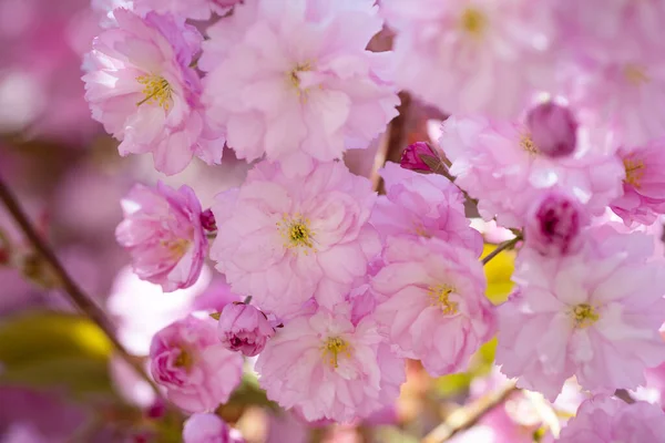 Ροζ λουλούδια του ανθισμένου δέντρου Sakura την άνοιξη. ομορφιά της φύσης — Φωτογραφία Αρχείου