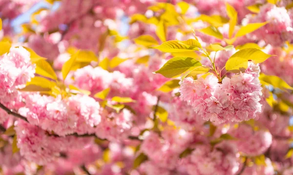 Çiçek açan bahar ağacında mevsimlik pembe sakura çiçeği — Stok fotoğraf