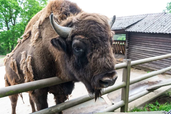 Cabeça de bisonte grande no parque zoológico animal ao ar livre — Fotografia de Stock