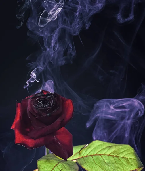 Taze kırmızı gül, yanmış yapraklar ve bir tutam duman koyu arka plan, dumanlı sis.