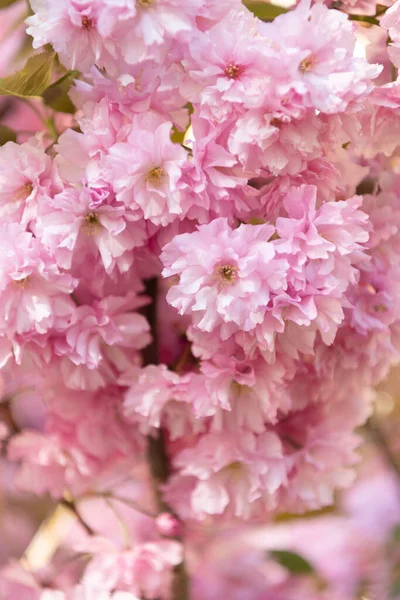 Ροζ λουλούδι sakura σε ανθισμένο ανοιξιάτικο δέντρο. γιαπωνέζικα άνθη — Φωτογραφία Αρχείου