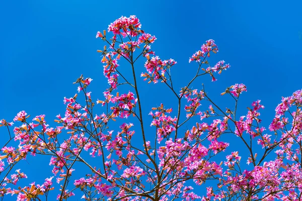 Ροζ άνθος του δέντρου sakura στον γαλάζιο ουρανό την άνοιξη — Φωτογραφία Αρχείου