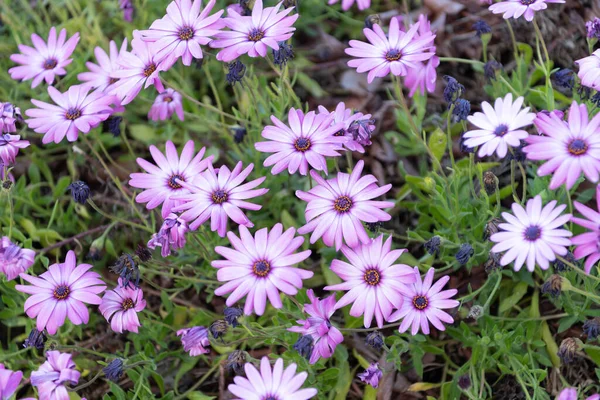 Fiori lilla di margherita. bellissimo sfondo della natura — Foto Stock