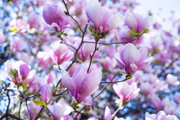 Ροζ λουλούδια ανθισμένου δέντρου μανόλια την άνοιξη. ομορφιά της φύσης — Φωτογραφία Αρχείου