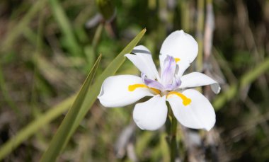 İlkbaharda açan iris çiçeği, kopyalama alanı