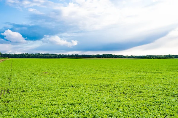 Kultiviertes landwirtschaftliches Feld für den Anbau von Gemüseanbau bei bewölktem Himmel — Stockfoto