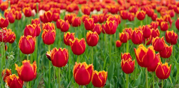 Fiori rossi di tulipani d'Olanda freschi in campo. fiore fiorito — Foto Stock
