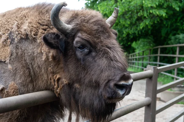 Cabeza de bisonte en zoológico parque de animales al aire libre — Foto de Stock