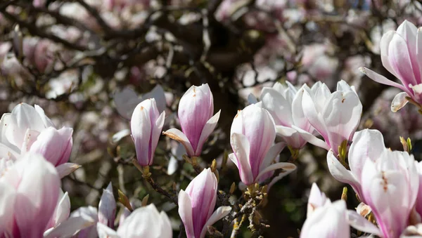Macro view of beautiful magnolia flower on tree blossom in spring — Stock Photo, Image