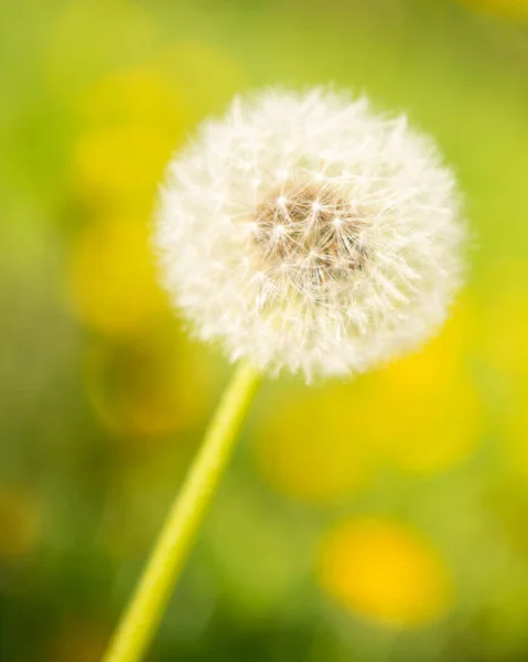 Foukací koule květiny na přirozeném pozadí. makro. přírodní krása. selektivní zaměření — Stock fotografie