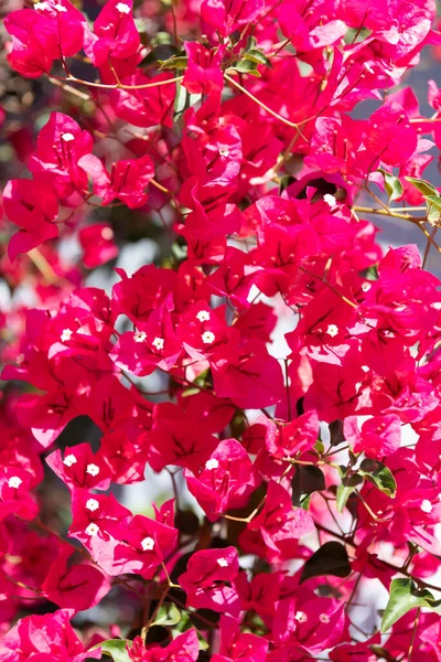 Φυσικό φόντο του ροζ φυτό χάρτινο λουλούδι — Φωτογραφία Αρχείου