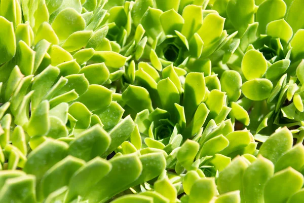 Crassulaceae succulent cactus with green leaves. natural background — Stock Photo, Image
