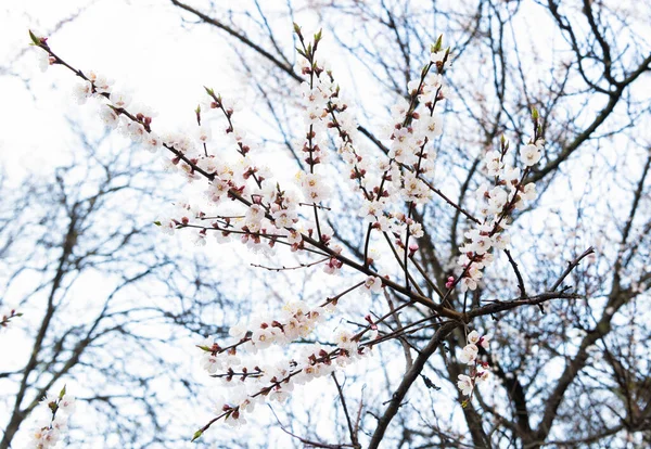 Wiśniowe gałęzie kwitnące wiosennymi kwiatami na naturalnym, rozmytym tle, kwitnące — Zdjęcie stockowe