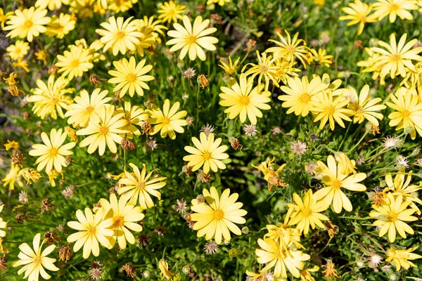 Rabatt med gula tusensköna blommor. natur bakgrund — Stockfoto