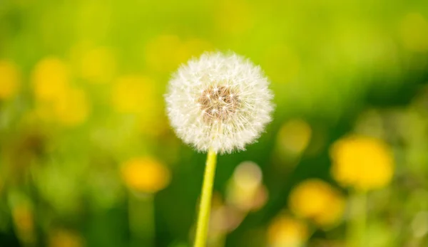 Κίτρινο λουλούδι blowball πικραλίδα σε θολή φόντο. Μακροεντολή. ομορφιά της φύσης. επιλεκτική εστίαση — Φωτογραφία Αρχείου