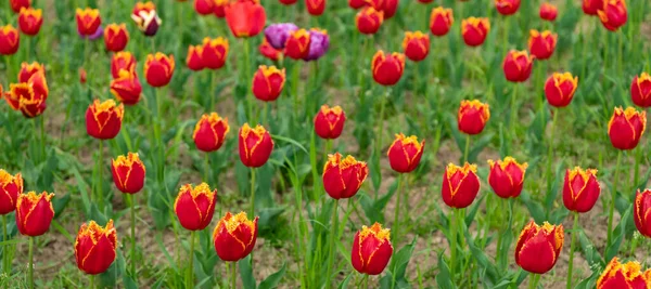 Fleurs de tulipes hollandaises fraîches dans le champ — Photo