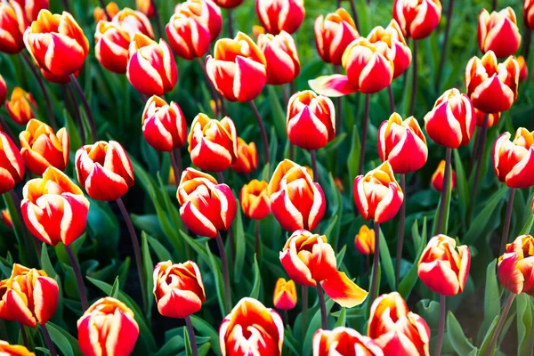 Campo di fiori di tulipano rosso con sfondo naturale colorato. flora — Foto Stock