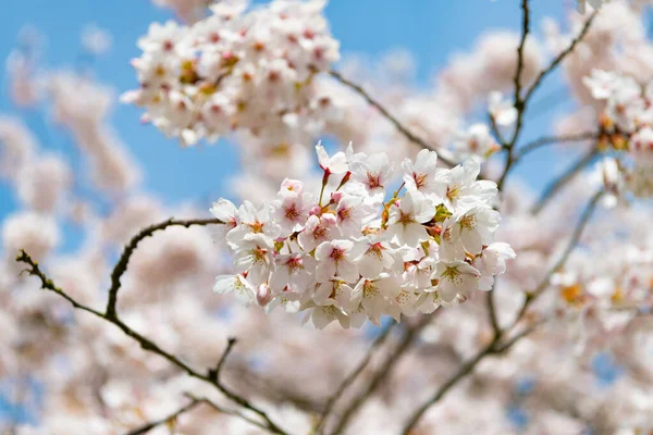Japanse kers bloem op tak van de boom, selectieve focus. macro-economisch karakter — Stockfoto