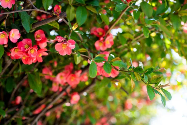 Κόκκινα λουλούδια του ανθισμένου δέντρου sakura την άνοιξη. αντίγραφο χώρου — Φωτογραφία Αρχείου