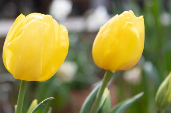 Tulipano fresco colore giallo fiore con spazio copia — Foto Stock
