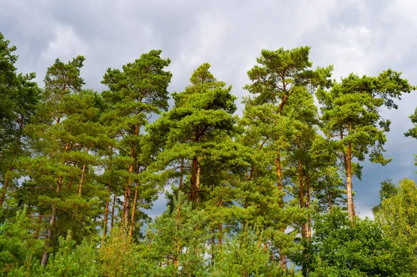 Hohe Kiefern wachsen in Nadelwäldern Natur, Kiefernwald — Stockfoto