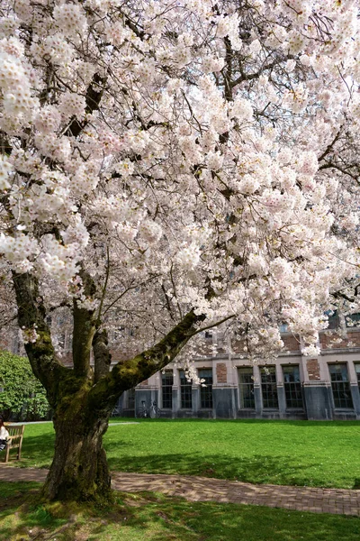 Sakura Baum Blume blühende Natur Hintergrund im Frühling Park — Stockfoto