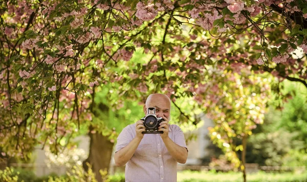 Gorący dzień. sakura w pełnym rozkwicie fotografii. Gałąź z różowymi kwiatami. starszy brodaty mężczyzna fotografujący. profesjonalny projektant fotografii. człowiek turysta używać aparat robić zdjęcia wiśni kwiaty — Zdjęcie stockowe