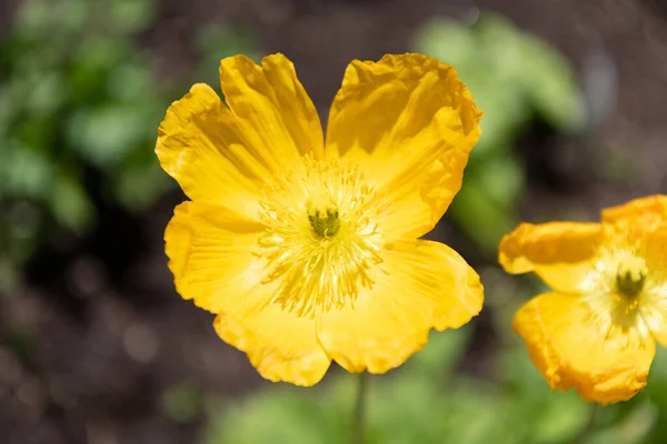 Planta con flores de pétalos amarillos en flor de flores silvestres de fondo natural —  Fotos de Stock