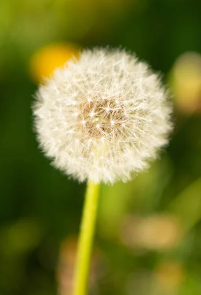 Pampeliška foukací květina na přirozeném pozadí. makro. přírodní krása. selektivní zaměření — Stock fotografie