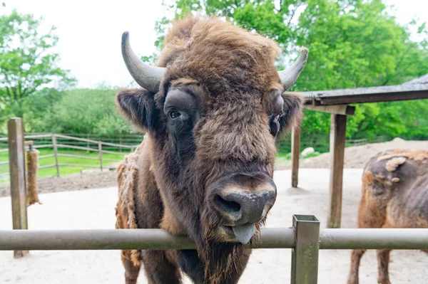 Big bison in zoo animal park outdoor — Stok fotoğraf