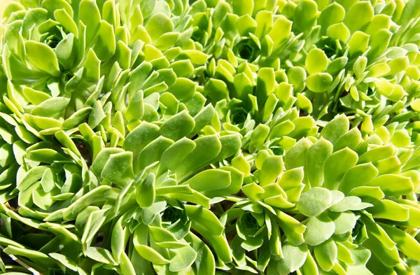 Crassulaceae succulent cactus with green leaves. cactaceae background — Stock Photo, Image