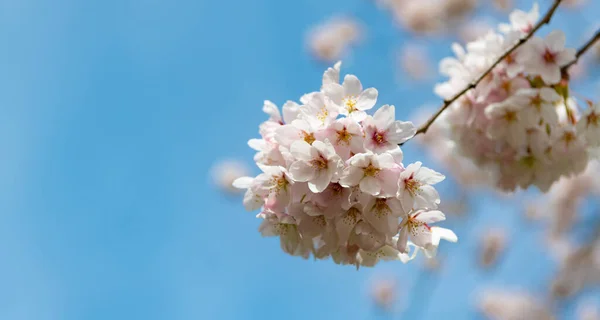 Sakura tender flower on branch of tree. macro nature. blue sky background with copy space — Stock Photo, Image