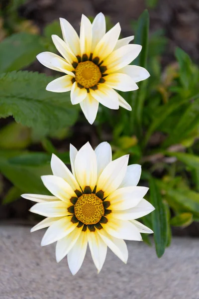 Closeup of daisy flower bloom. beauty of nature — 스톡 사진