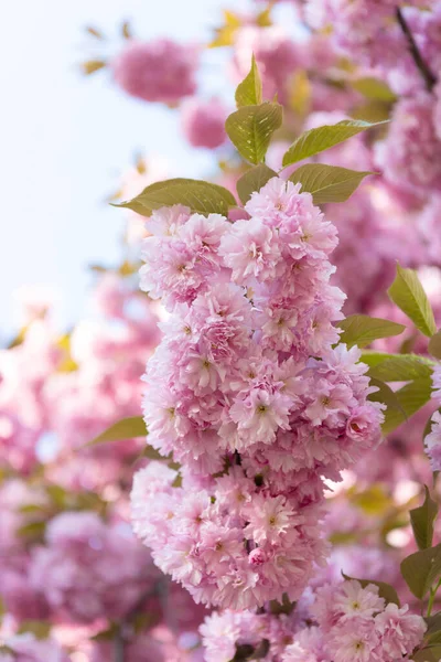Japon ağacı. Çiçek açan bahar ağacındaki pembe Japon kiraz çiçeği. — Stok fotoğraf