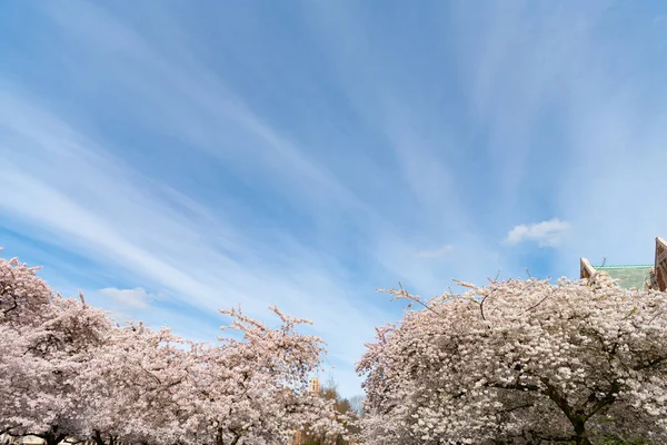 Sakura tree in full blossom on blue sky background. copy space — Stockfoto