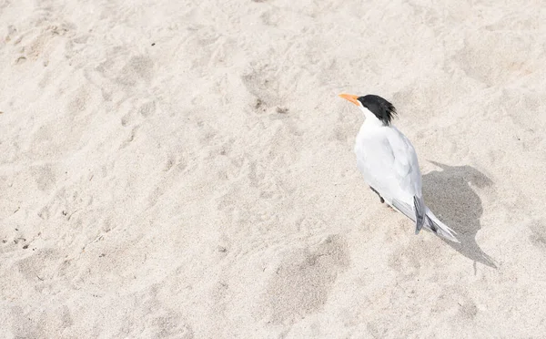 Sea gull bird on sand beach background with copy space — Photo