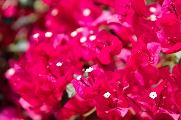 Widok makro różowy kwiat bugenwilli. charakter — Zdjęcie stockowe