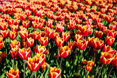 Renkli doğal arka planı olan kırmızı lale çiçeği tarlası. lale alanları