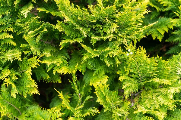 Cypress green background. thuja evergreen tree. nature — Stock Photo, Image