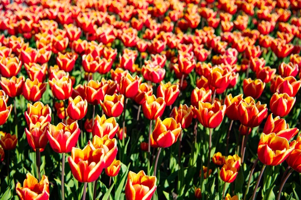 Renkli doğal arka planı olan kırmızı lale çiçeği tarlası. lale alanları